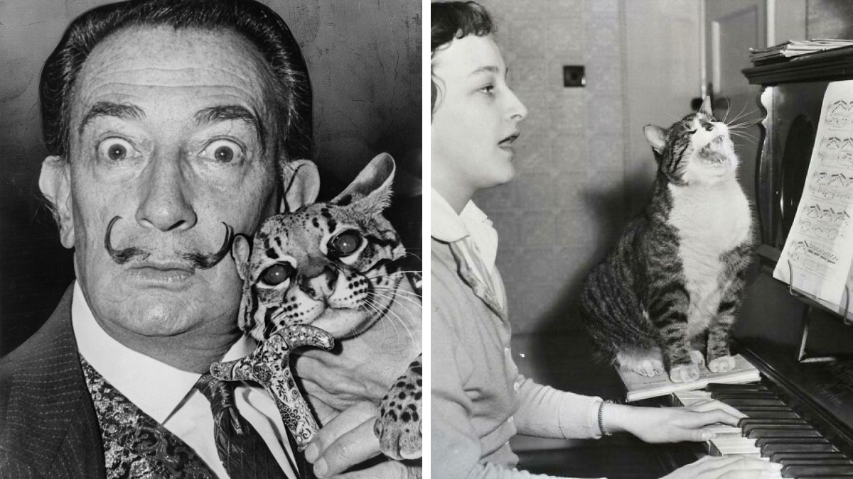 34 Vintage Photos Celebrating Our Enduring Bond With Cats