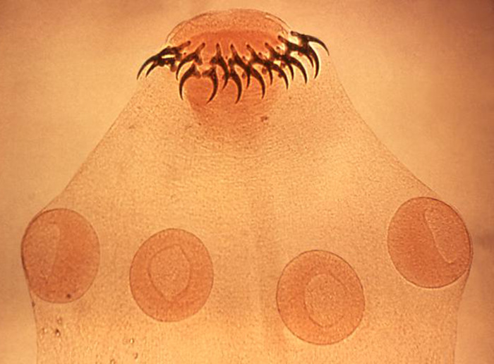 Tapeworm head with hooks in close-up, highlighting the disturbing nature of the parasite. Tapeworm head with hooks in close-up, highlighting the disturbing nature of the parasite.