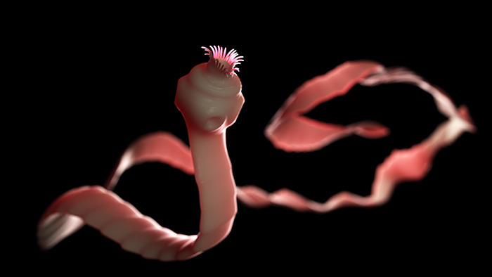 Realistic depiction of a tapeworm on a dark background. Realistic depiction of a tapeworm on a dark background.