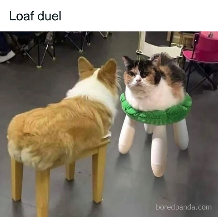 Corgi and cat humorously posed as loaves on stools for uplifting memes.