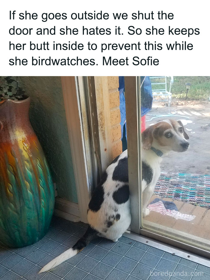 Dog sitting halfway inside at a door, birdwatching for a dose of positivity.