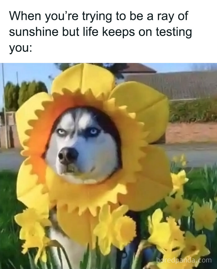 Husky wearing a yellow daffodil costume in a garden, capturing uplifting memes' humor.