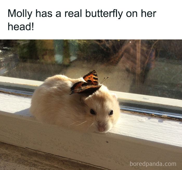 Hamster with a butterfly resting on its head, representing positivity and uplifting moments.