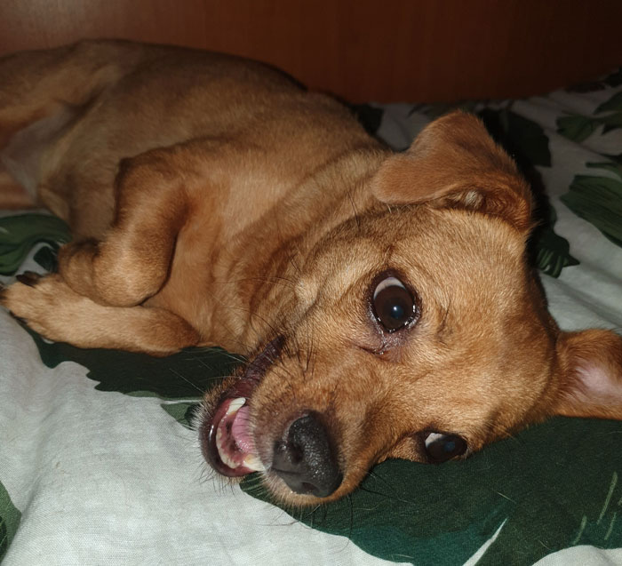 A small brown dog lying on a bed, looking playful and curious. A small brown dog lying on a bed, looking playful and curious.