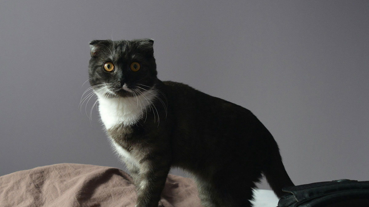 People With Impossibly Dumb Pets Share Their Stories, Here Are 45 Of The Most Unhinged Ones