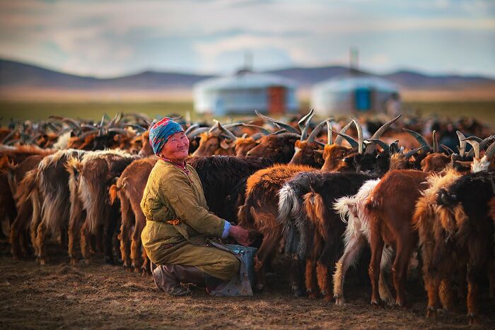 Elder in traditional attire smiling while milking goats in a pastoral setting, showcasing global culture and tradition.