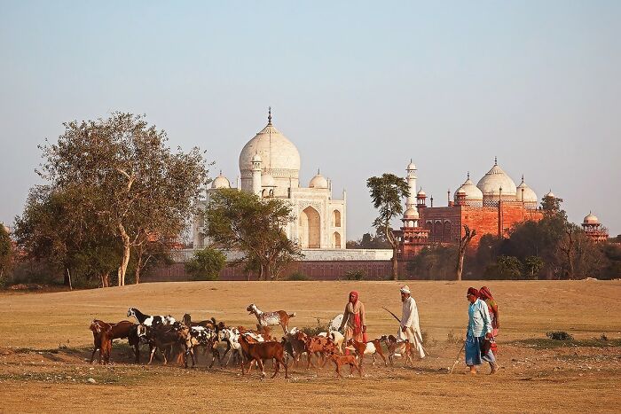Shepherds guide goats near the Taj Mahal, highlighting diverse culture and traditions.