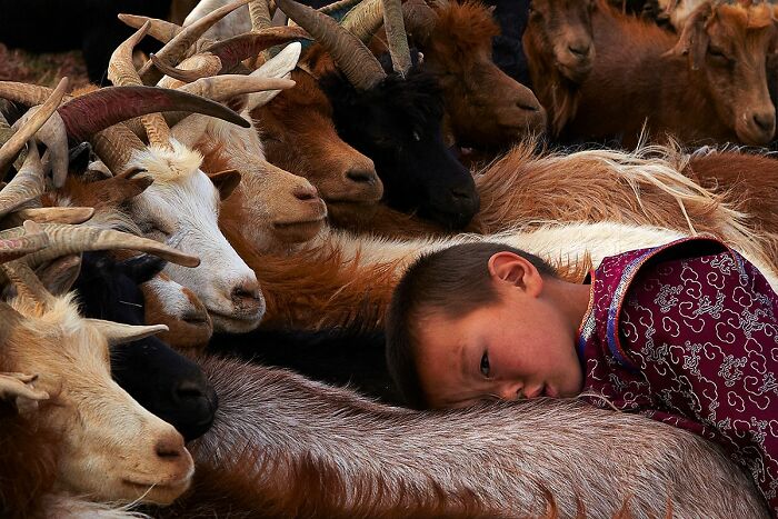 Child resting among goats, showcasing global culture and tradition.