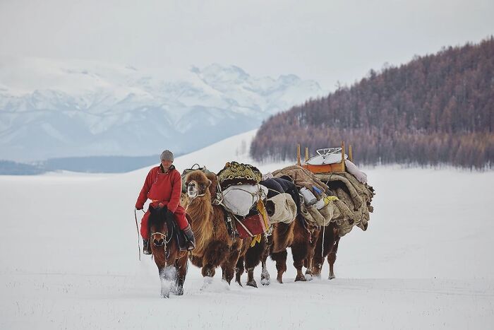 Man leading camels through snowy landscape, showcasing global culture and tradition.