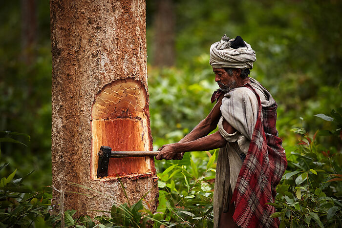Man in traditional attire using an axe to cut a tree, illustrating culture and tradition in a lush forest setting.