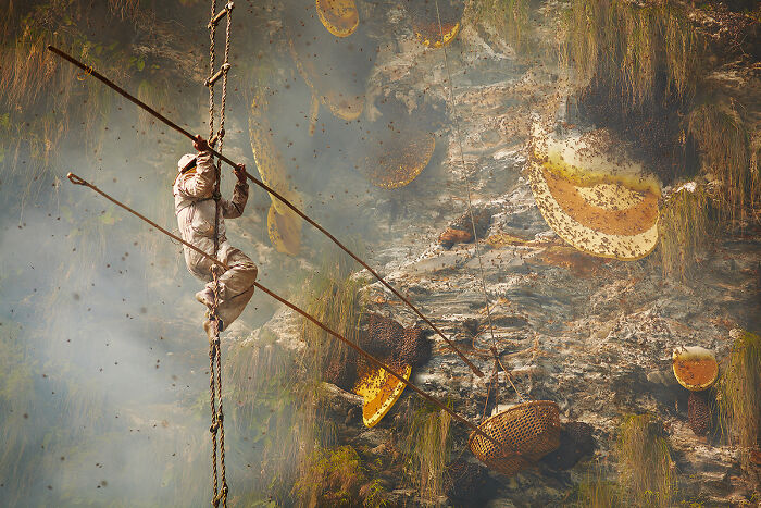 A person climbing a rope ladder to collect honey, showcasing cultural tradition and ethnicity.