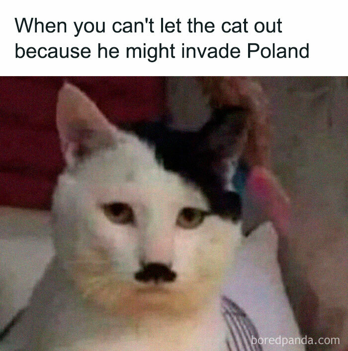 Cat meme featuring a white cat with black markings resembling a mustache, adding humor to your day.