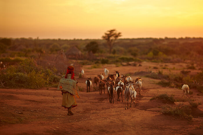 Person herding goats at sunset, illustrating global culture and tradition in a rural landscape.