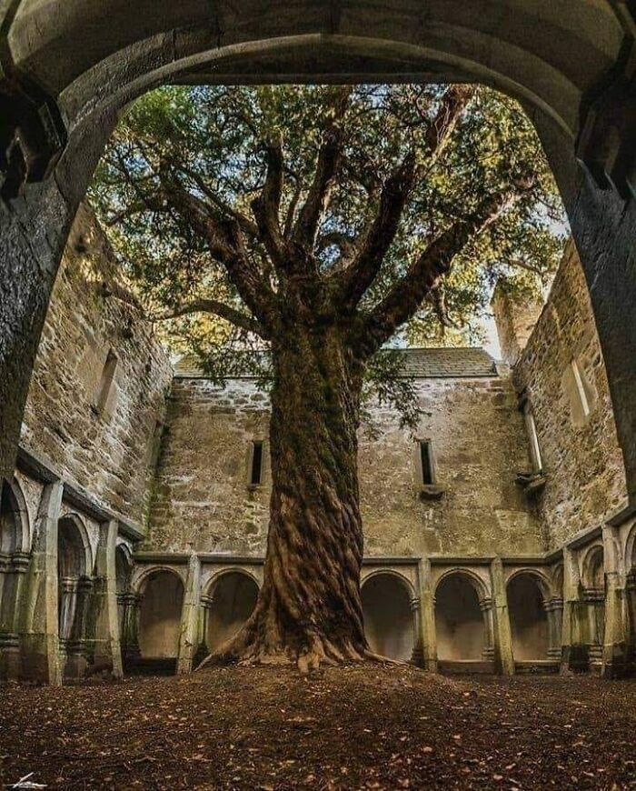 Old tree in ruins, showcasing the beauty of abandoned places with time.