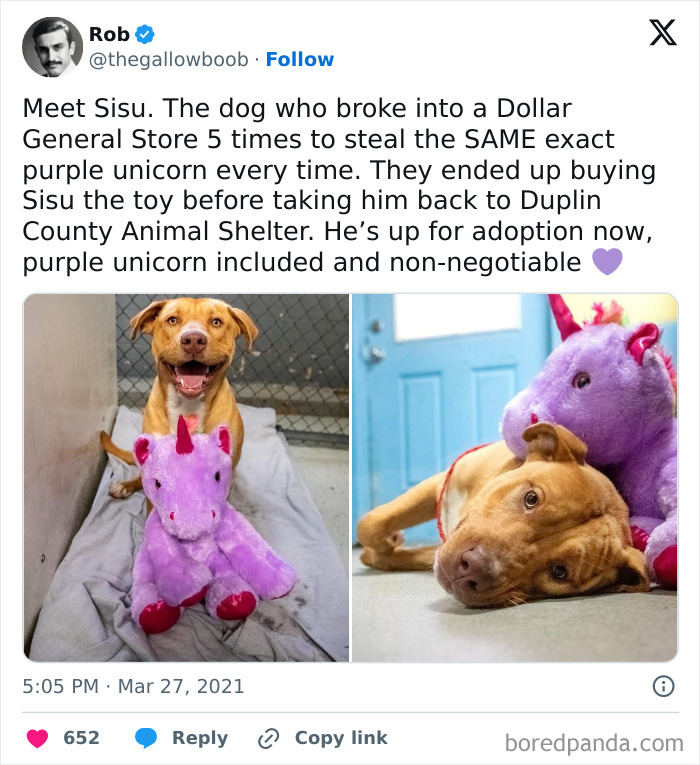 Dog with stolen purple unicorn toy at animal shelter, featured in funny and awkward animal posts series.