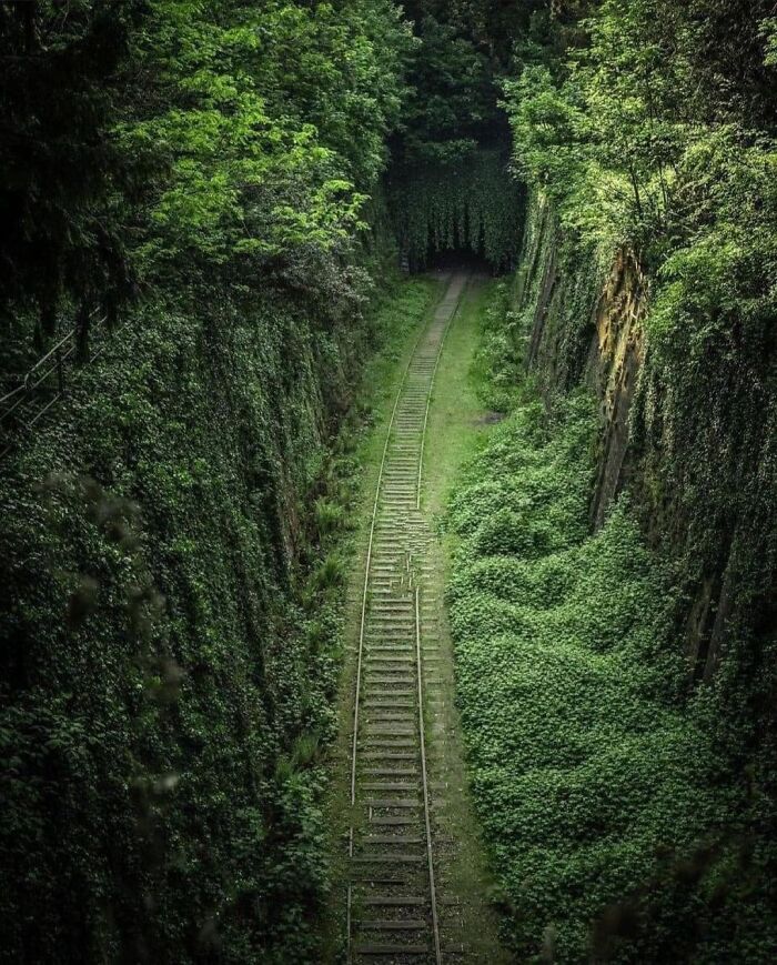 Abandoned railway track overgrown with lush greenery, illustrating nature's beauty over time.