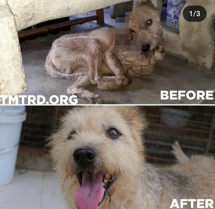 This Chef Started Feeding One Stray Dog, Now He Runs A Sanctuary For Over 800 Dogs
