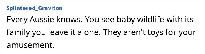 Comment emphasizing Aussie respect for baby wildlife with family, highlighting they aren't toys. Comment emphasizing Aussie respect for baby wildlife with family, highlighting they aren't toys.