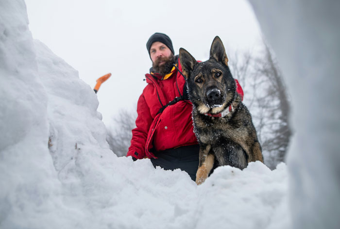 Rescue dog and person in red jacket searching in snowy conditions, highlighting lifesaving efforts.