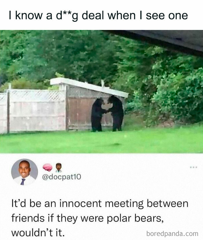 Two bears standing upright in a yard, creating a funny and awkward animal moment.