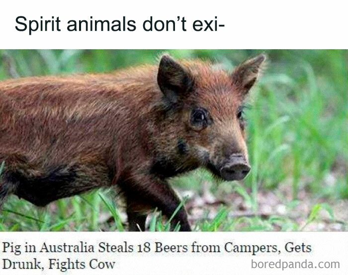 Funny and awkward animal post: a pig in Australia drinks 18 beers and fights a cow, creating chaos.