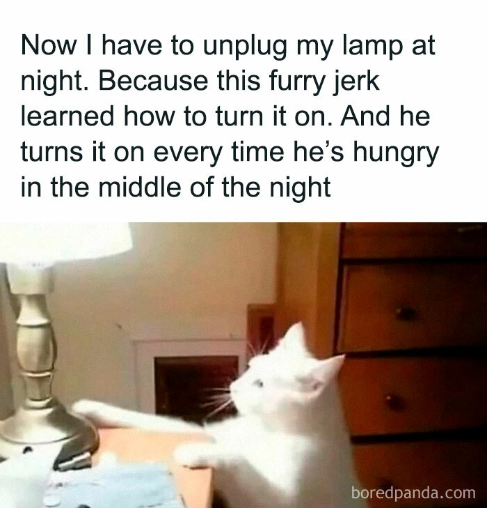 Cat turns on lamp at night, humorous animal post.