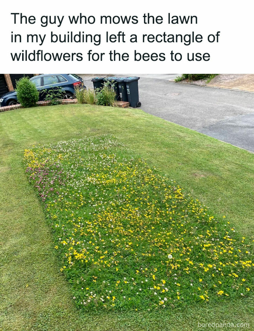 Lawn with a rectangle of wildflowers left unmowed for bees; a touch of nature's humor this week.