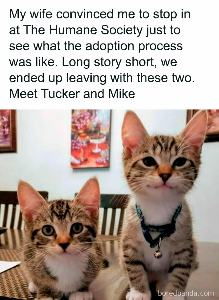 Two adorable kittens with collars sitting together on a table, embodying funny and awkward animal charm.
