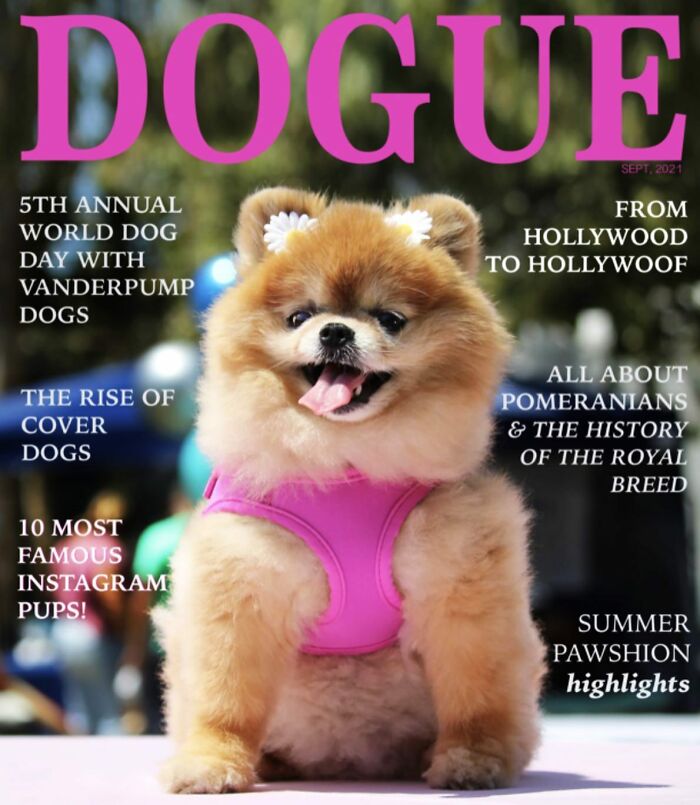 Pomeranian dog on Dogue magazine cover in a pink outfit, showcasing fashion highlights for dogs.