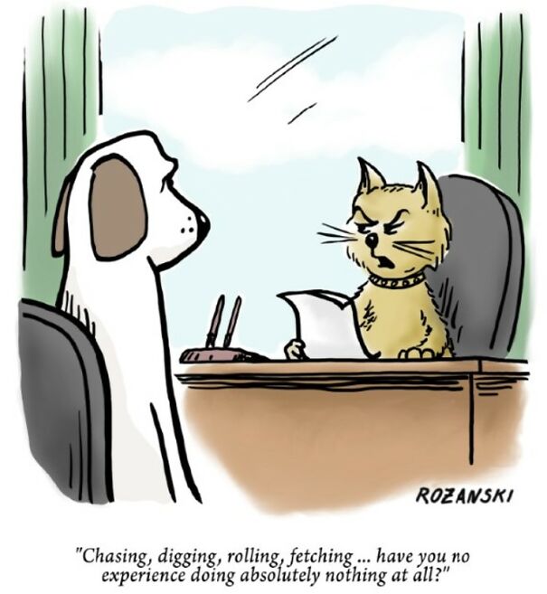 Dog and cat in an interview cartoon, cat questioning dog's experience.