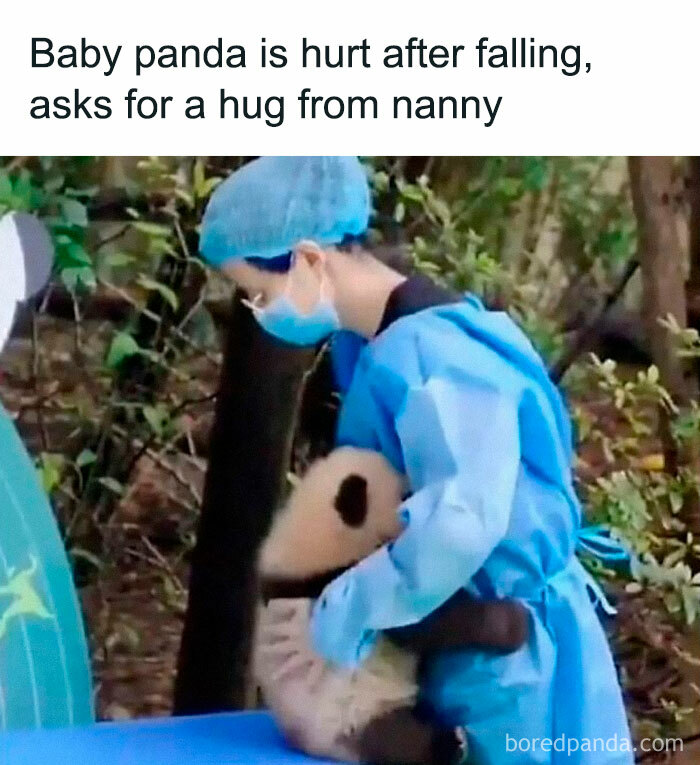 Nanny in blue attire hugging a hurt baby panda, capturing a funny and awkward animal moment.