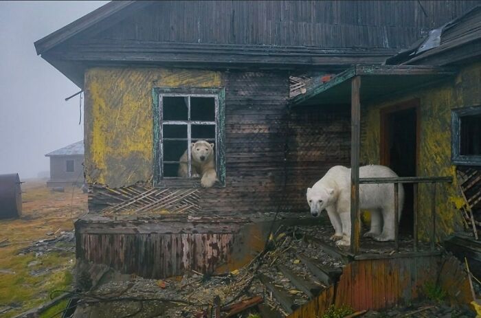 Polar bears explore an abandoned, weathered house, adding beauty over time.