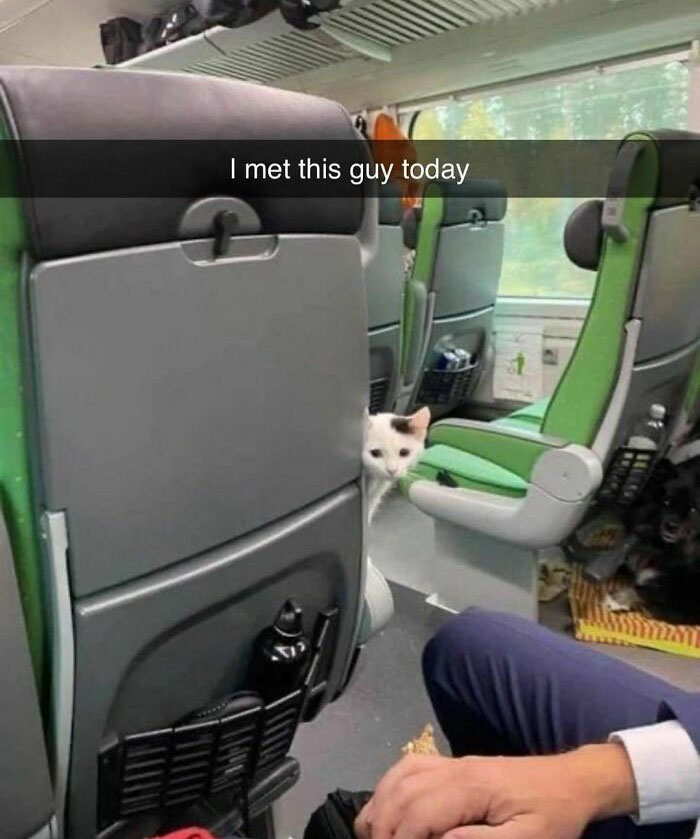 Funny and awkward animal moment with a cat peeking between train seats, bringing joy to the passengers' day.