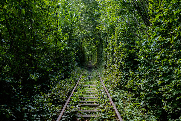 Abandoned railway overgrown with lush greenery, creating a tunnel-like effect in a forest setting.