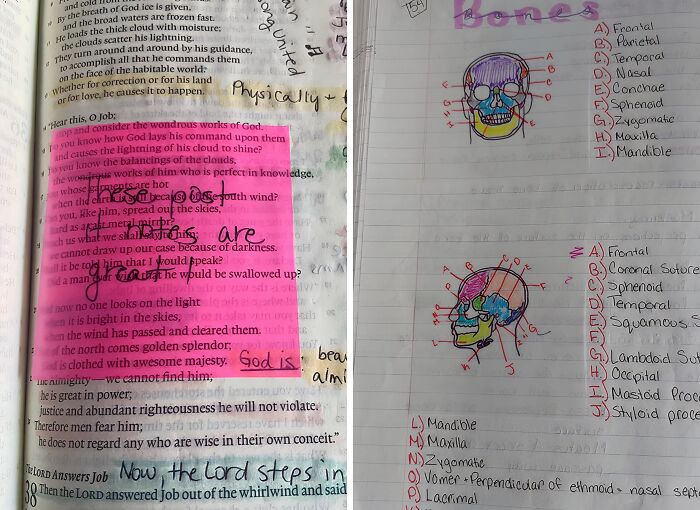 Highlighted book page with annotations on left, labeled bone diagrams with notes on right; office Olympics study prep.