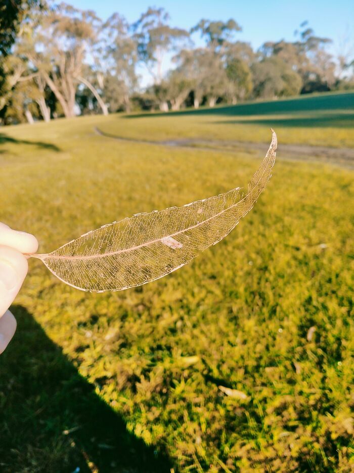 A delicate, translucent leaf held against a sunny park background, highlighting the essence of time and nature's things.