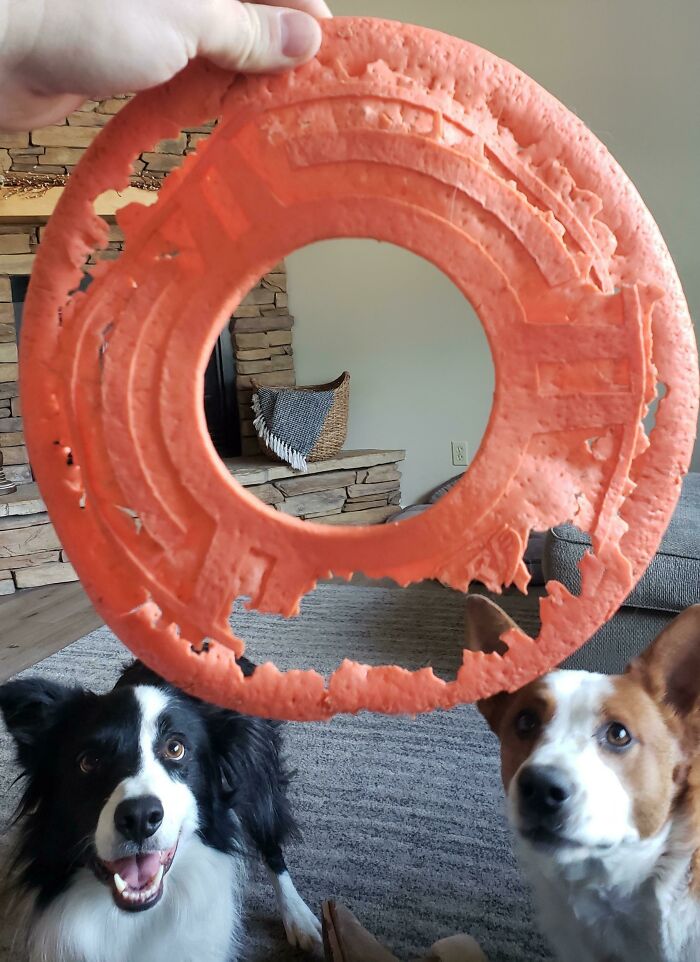 Two dogs eagerly watching a chewed-up frisbee toy, illustrating the impact of time versus things.