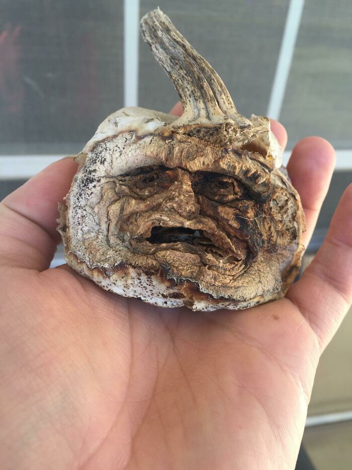 A hand holding a dried pumpkin resembling a face, illustrating Time-vs.-Things.