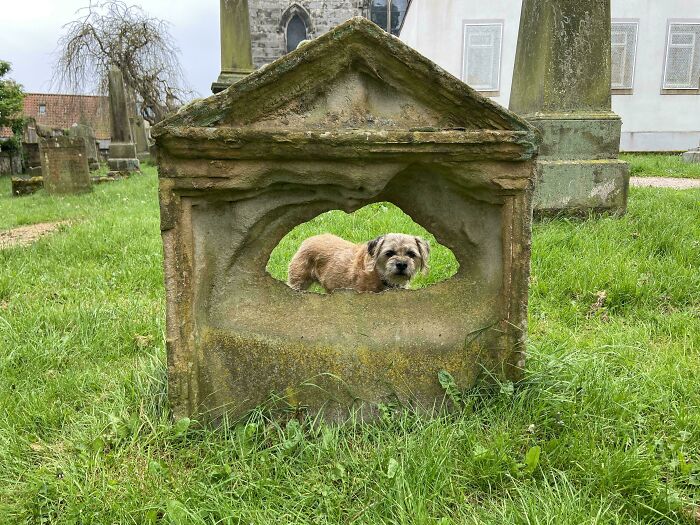 Dog peering through a weathered tombstone in a graveyard, representing time versus things.