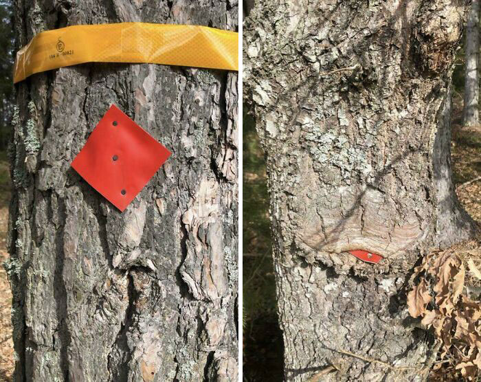 Tree shows a red marker being engulfed over time, illustrating change between time vs. things in nature.