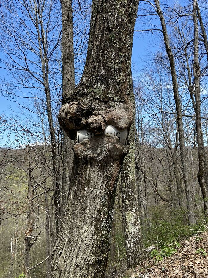 Tree trunk enveloping a metal object, illustrating time's impact on things in a forest setting.