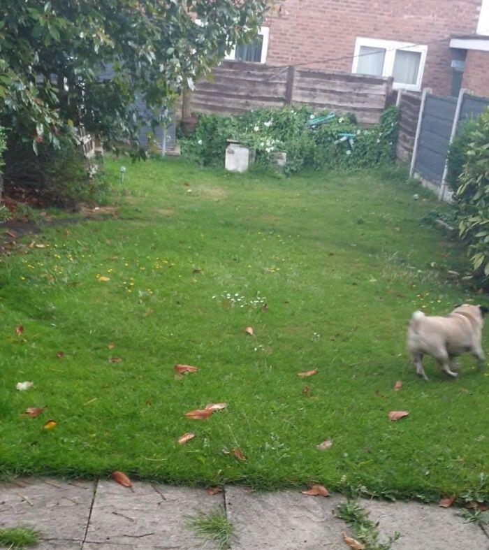 A small dog runs on grass in a backyard, emphasizing a focus on things over time in daily life.