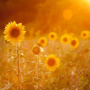 nicoleturnage avatar