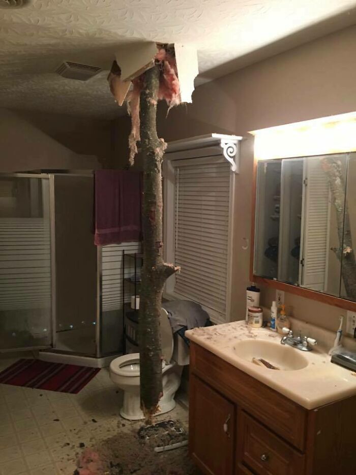A tree trunk piercing through a bathroom ceiling, showcasing nature's powerful force.