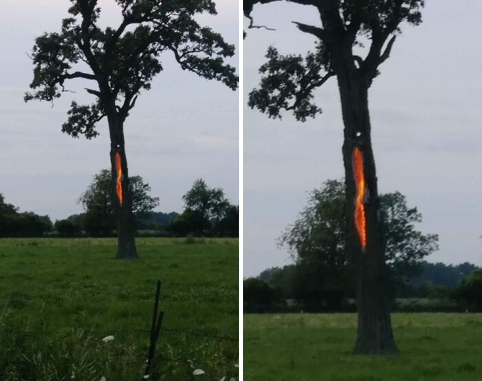 Tree with bark split by lightning, glowing with fiery orange, showcasing nature's powerful and terrifying force.