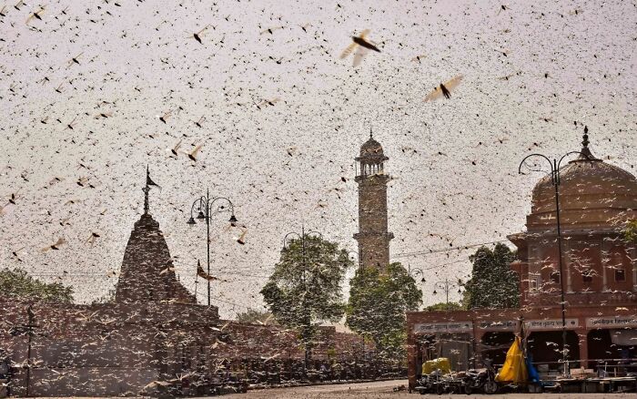 A massive swarm of locusts fills the sky over an urban landscape, showcasing nature's powerful and terrifying presence.