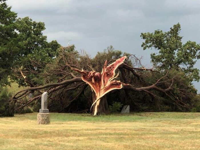 Splintered tree showing nature's powerful and terrifying force, with broken branches sprawled over a grassy field.