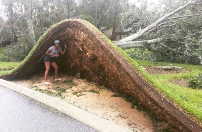 A woman stands next to a massive tree uprooted by powerful nature, showcasing the tree's expansive root system.