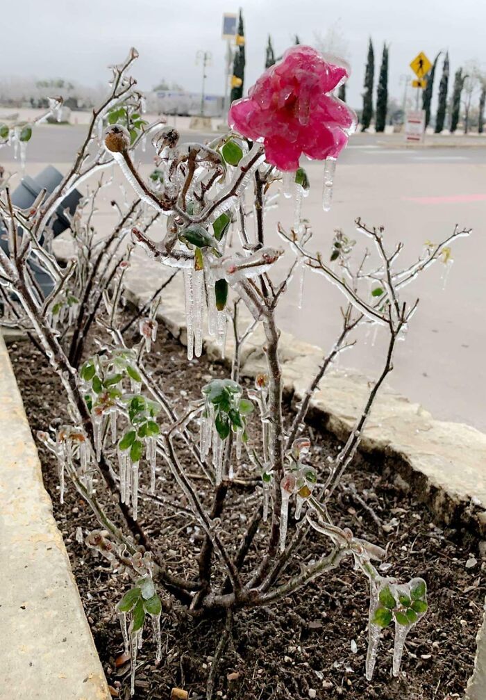 Icy branches with a frozen pink flower showing nature's powerful and terrifying grip in winter.
