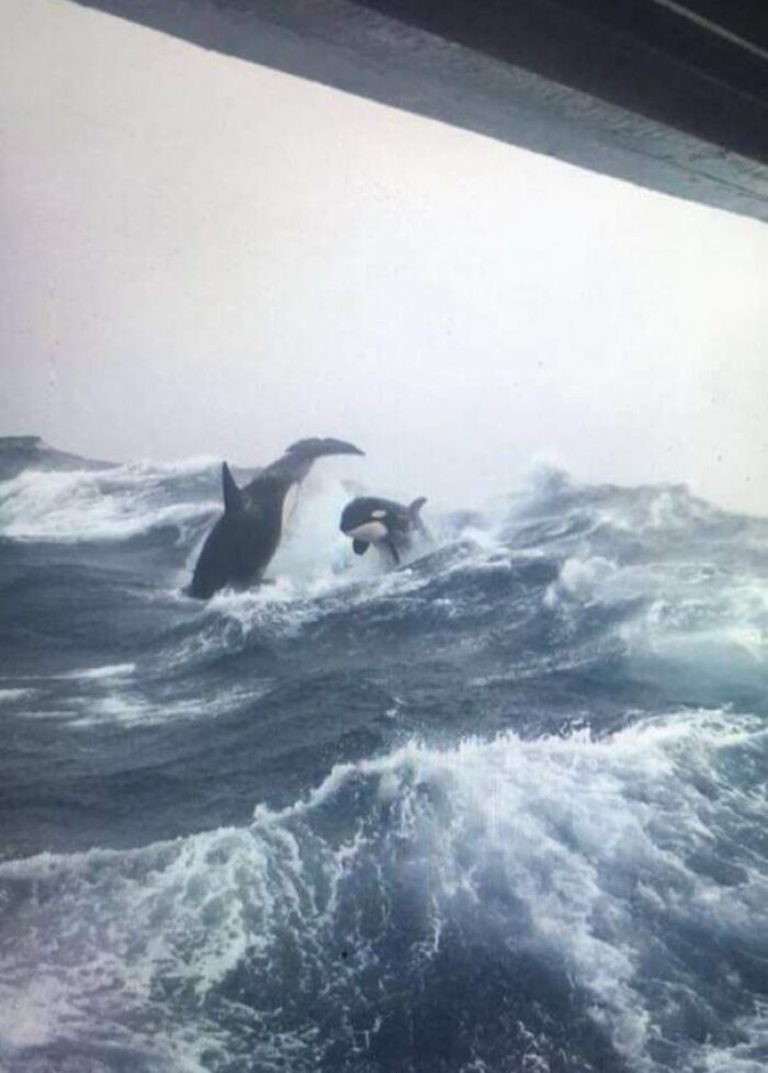 Orcas breaching amidst powerful and terrifying ocean waves.